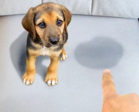 Puppy with a pee accident for the Peeing and Marking card