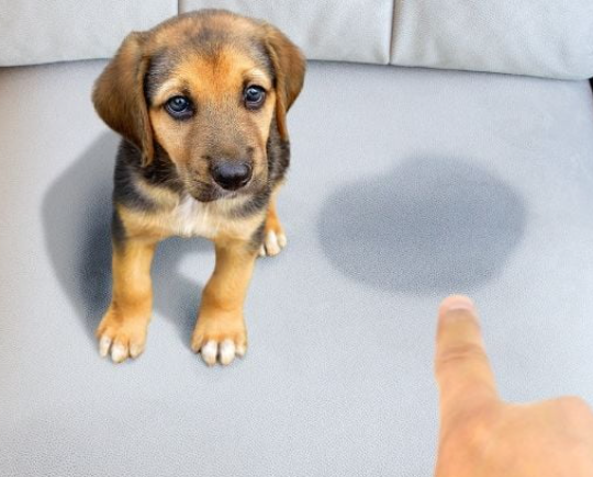 Puppy near an indoor accident for NeuroPet's guide to dog marking versus peeing indoors
