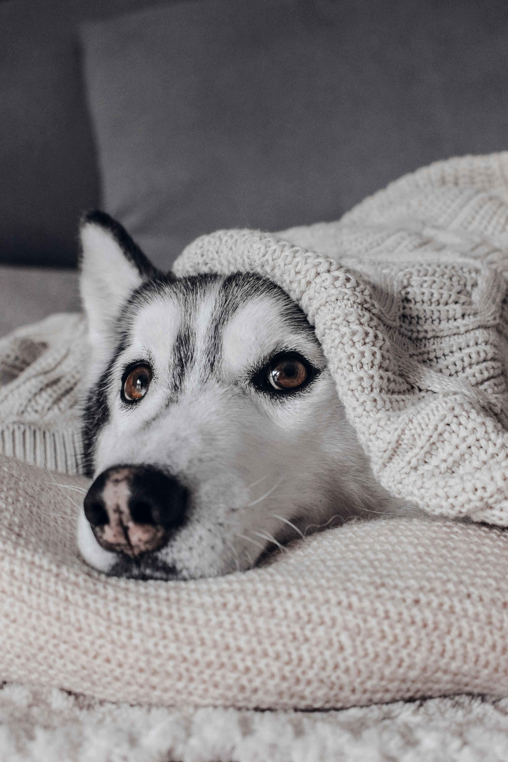 Stress Response: Signs Your Dog is Stressed and How to Relieve It in 2026 - Neuropet