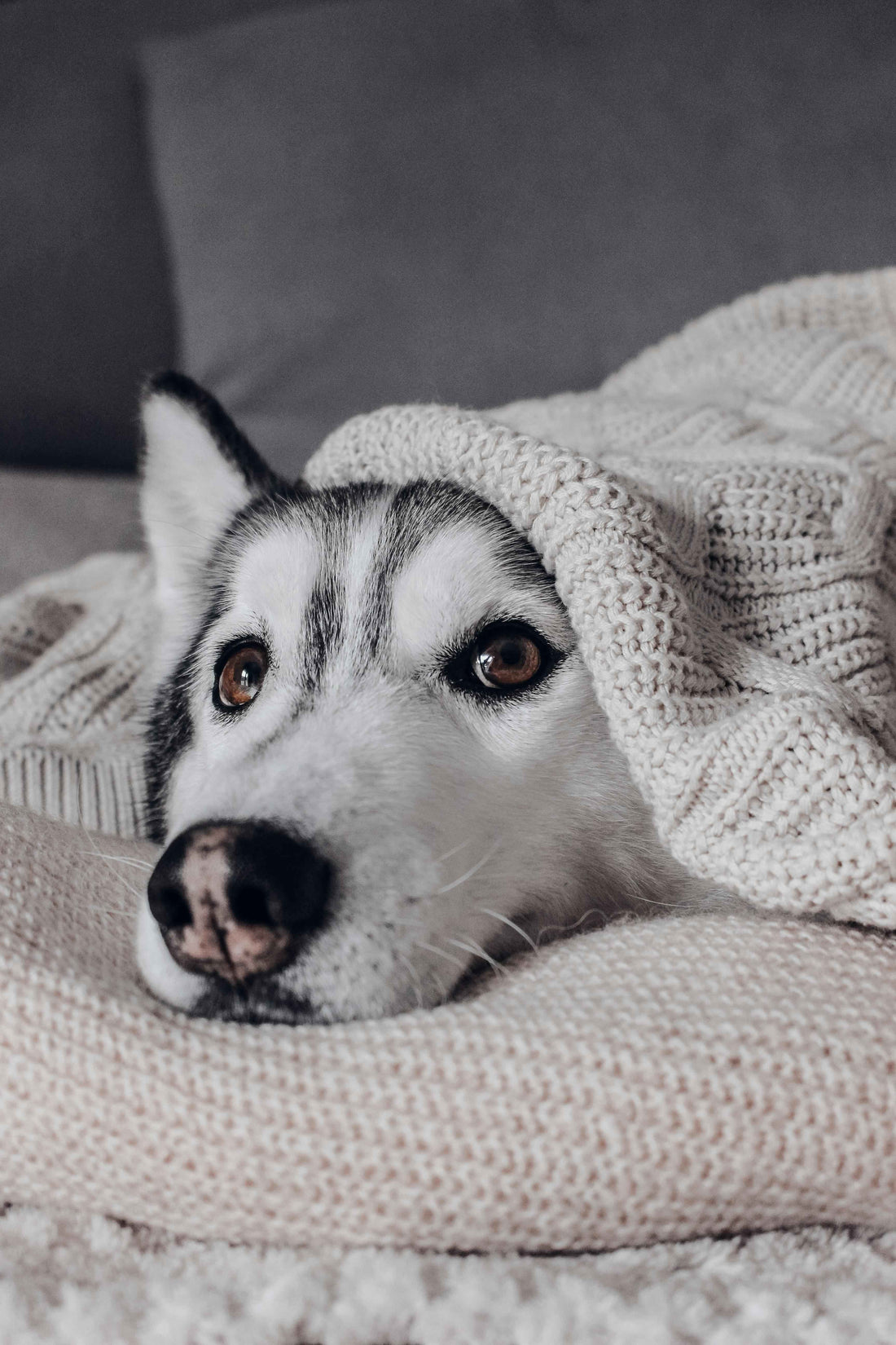Stress Response: Signs Your Dog is Stressed and How to Relieve It in 2026 - Neuropet
