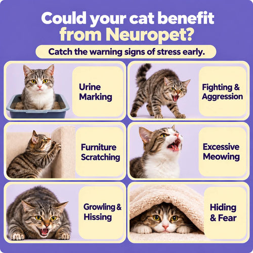 Cat stress signs infographic