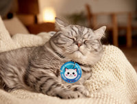 Enjoy a Relaxed Pet