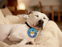Enjoy a Relaxed Pet