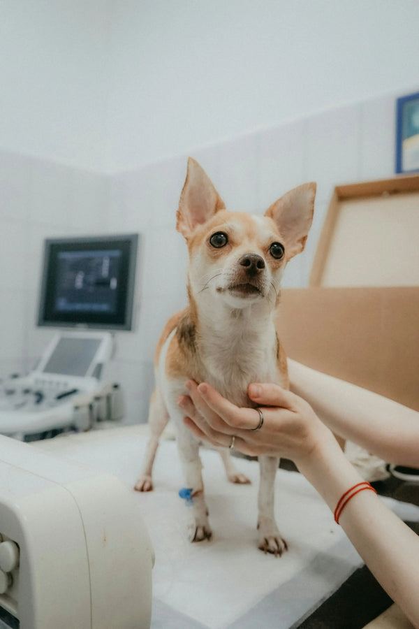 Vet Visits