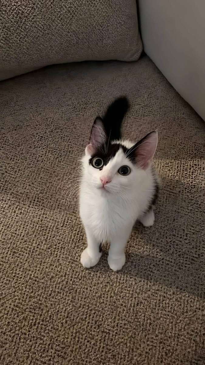 Cat photo 13