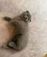 Cat photo attached to Mike B.’s review