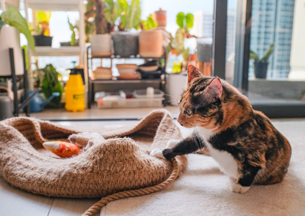 Playful calico cat with a toy indoors