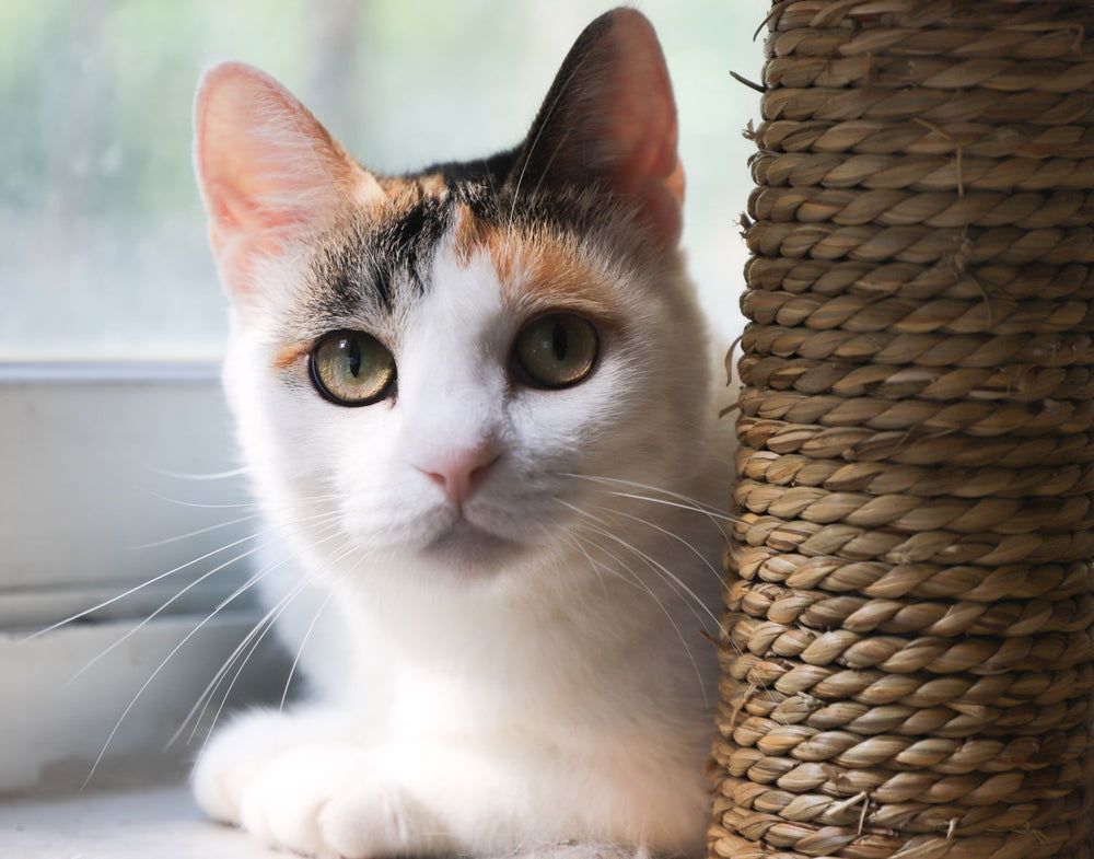 Calico cat relaxing by a window