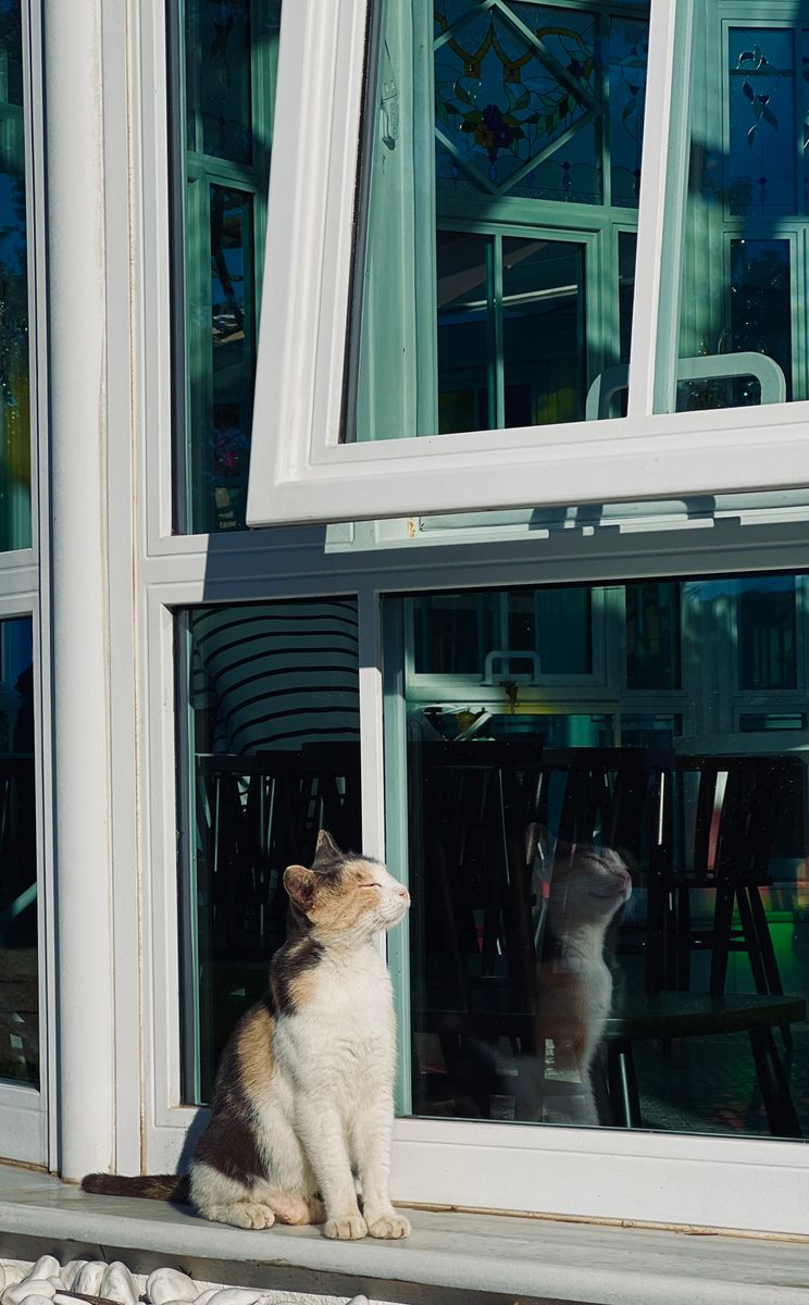 Cat relaxing in sunlight by a window