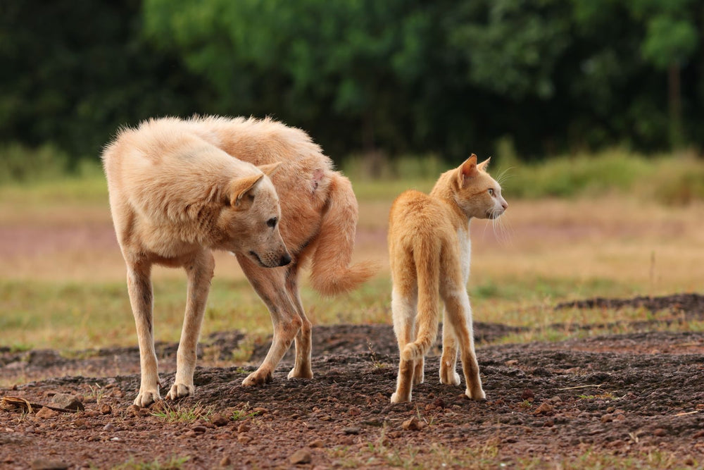 Dog and cat standing together outdoors