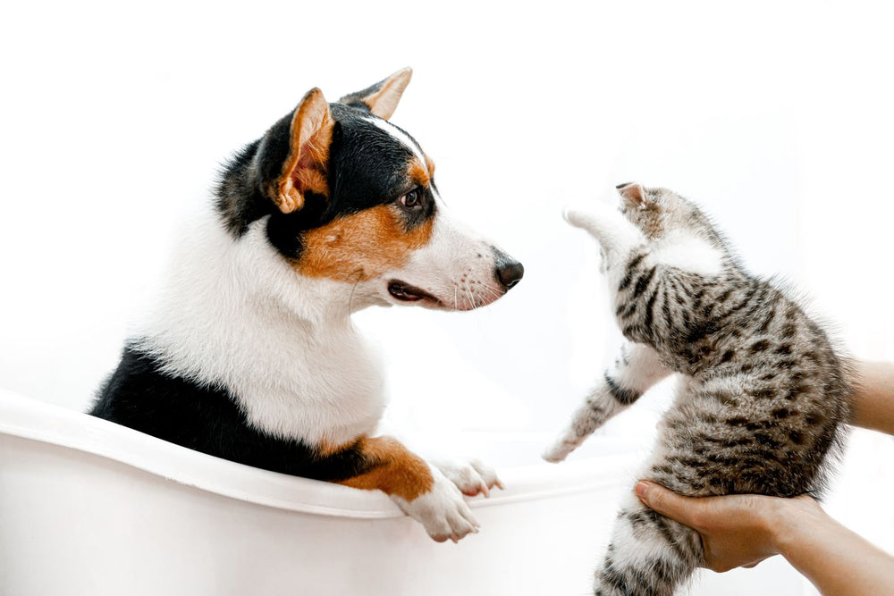 Dog and cat interacting playfully indoors