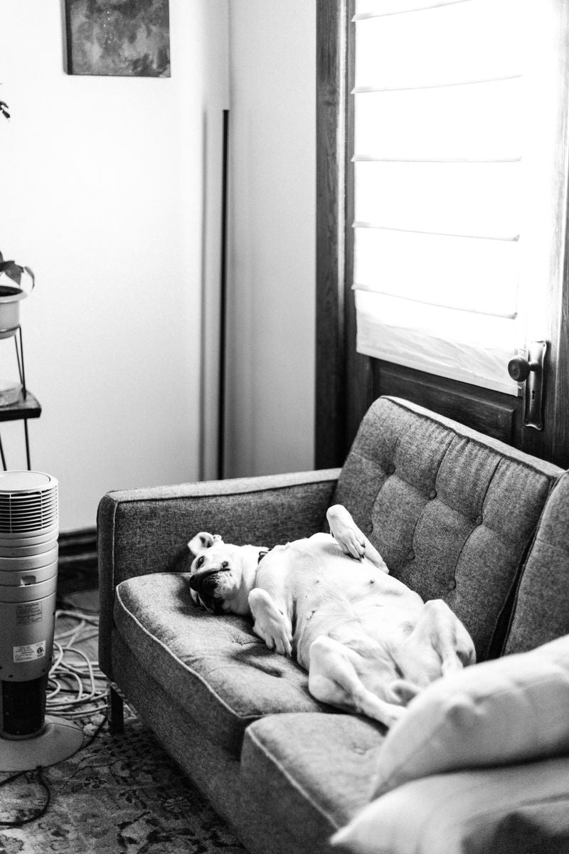 Dog relaxing comfortably on a couch