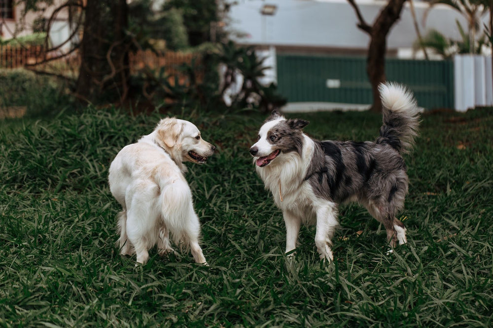 Two dogs playing together in a garden
