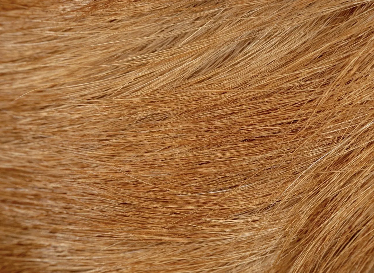 Illustrative after view of pet without visible fleas