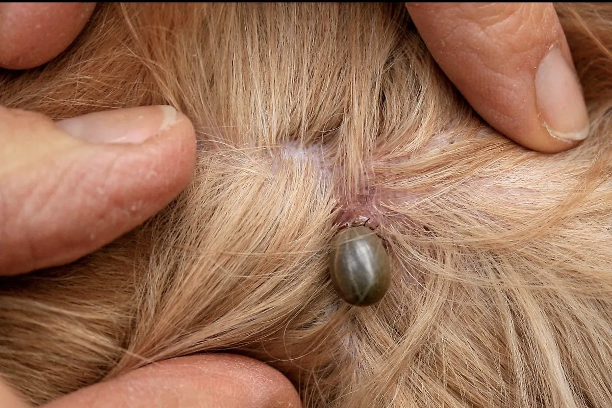 Illustrative before view of pet with fleas