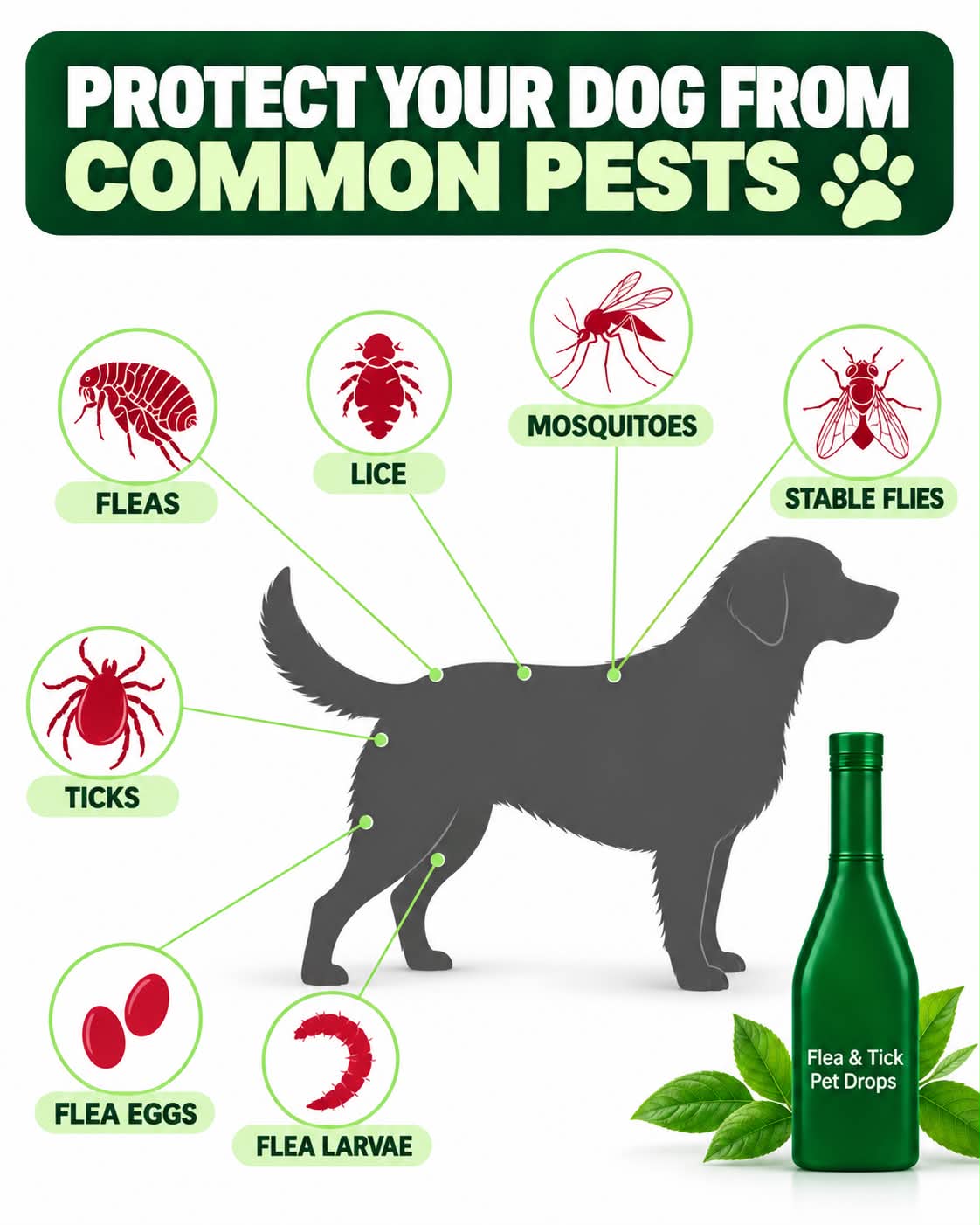 Pet pest information graphic for dogs supplied by Neuropet