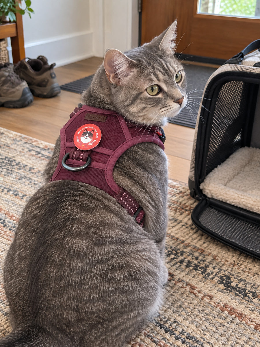 Harnessed gray tabby beside an open carrier