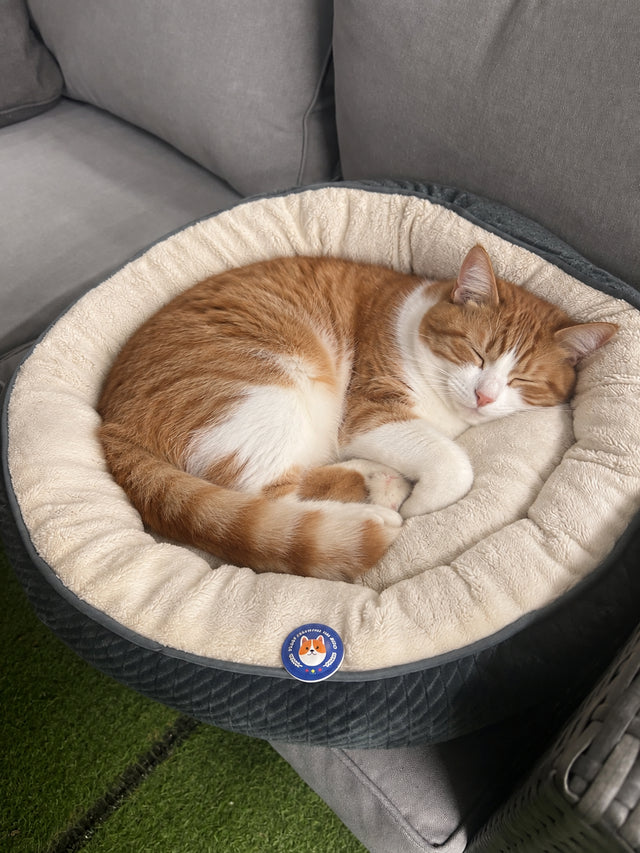 A relaxed cat