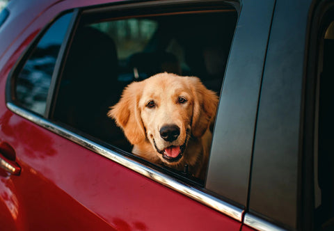 Golden retriever riding in a car. Photo by Helena Lopes on Pexels.