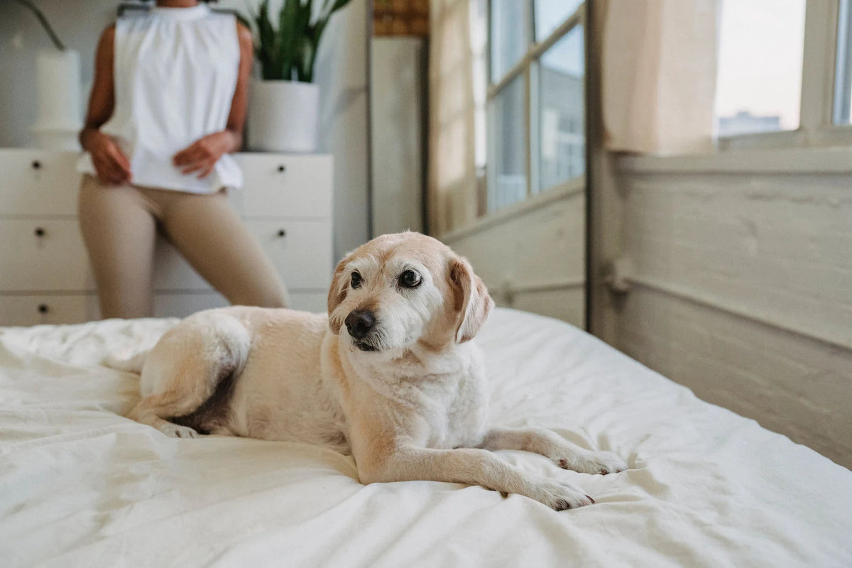 A relaxed dog resting on a bed at home with its owner. Photo by Samson Katt on Pexels.