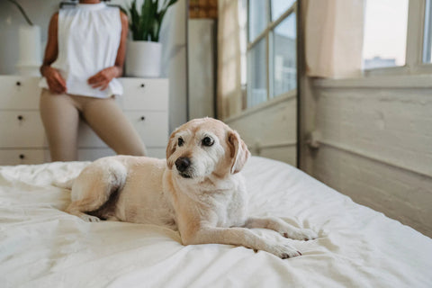 A relaxed dog resting on a bed at home with its owner. Photo by Samson Katt on Pexels.