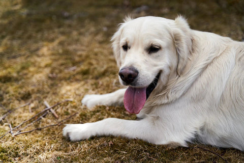 Golden retriever resting on grass in natural daylight. Photo by Barnabas Davoti on Pexels.