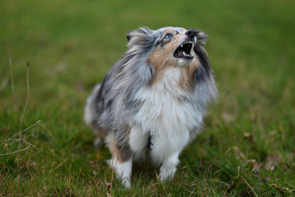 Excessive Barking