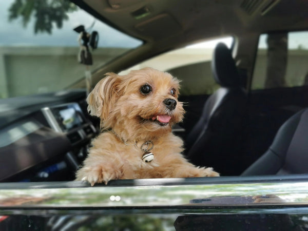 Car Rides & Travel