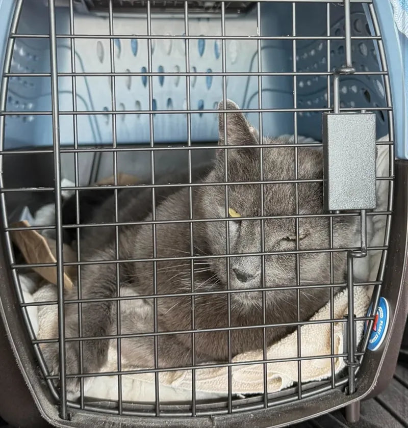 Cat resting in a carrier with a calming sticker