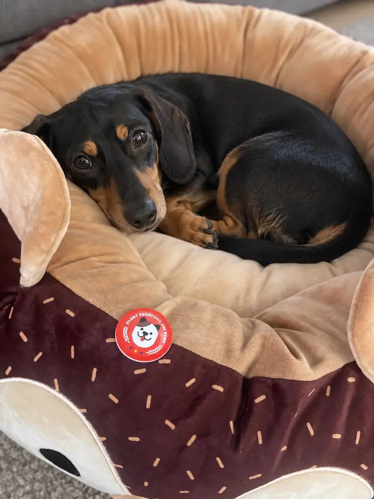 Dog relaxing with NeuroPet calming stickers